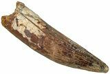 Fossil Spinosaurus Tooth - Real Dinosaur Tooth #311271-1